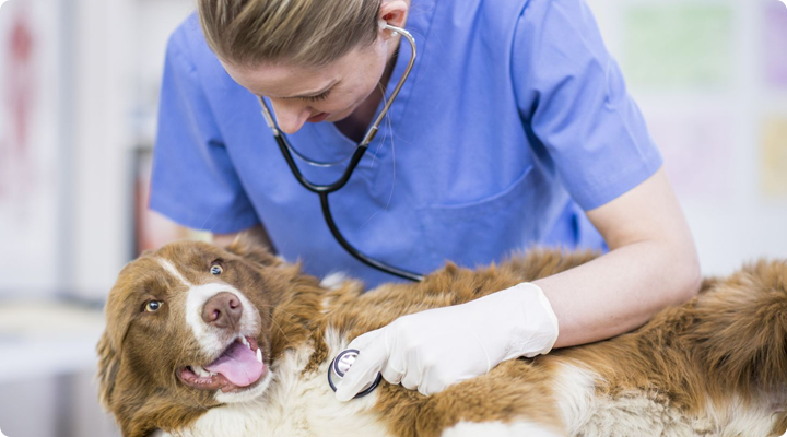 Dla zwierząt domowych